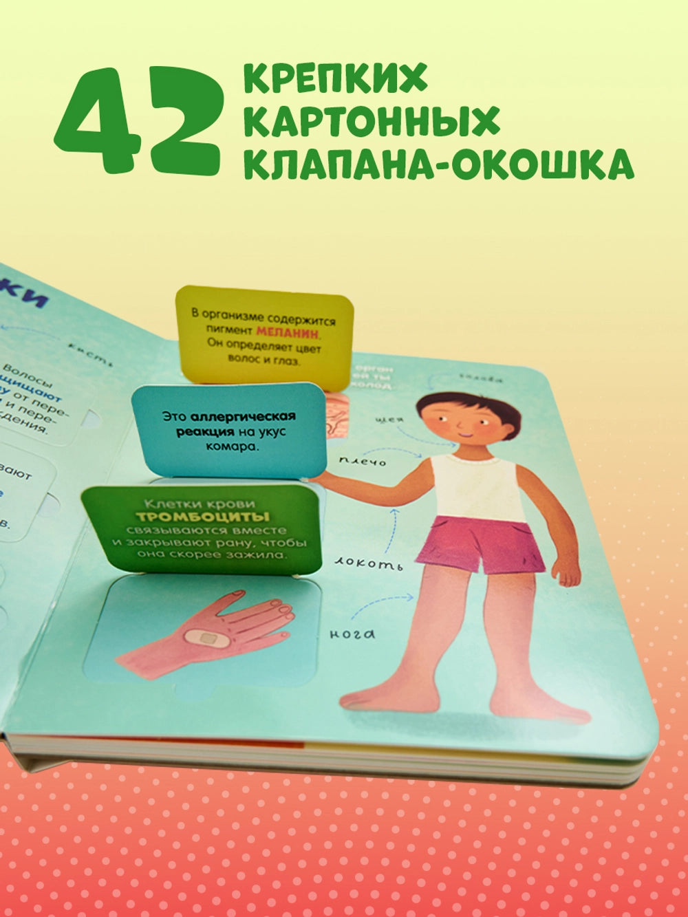 116973 Russian Children’s Book “The Human Body” with Flaps | Interactive Learning Book for Kids Ages 3+ | 42 Lift-the-Flap Questions