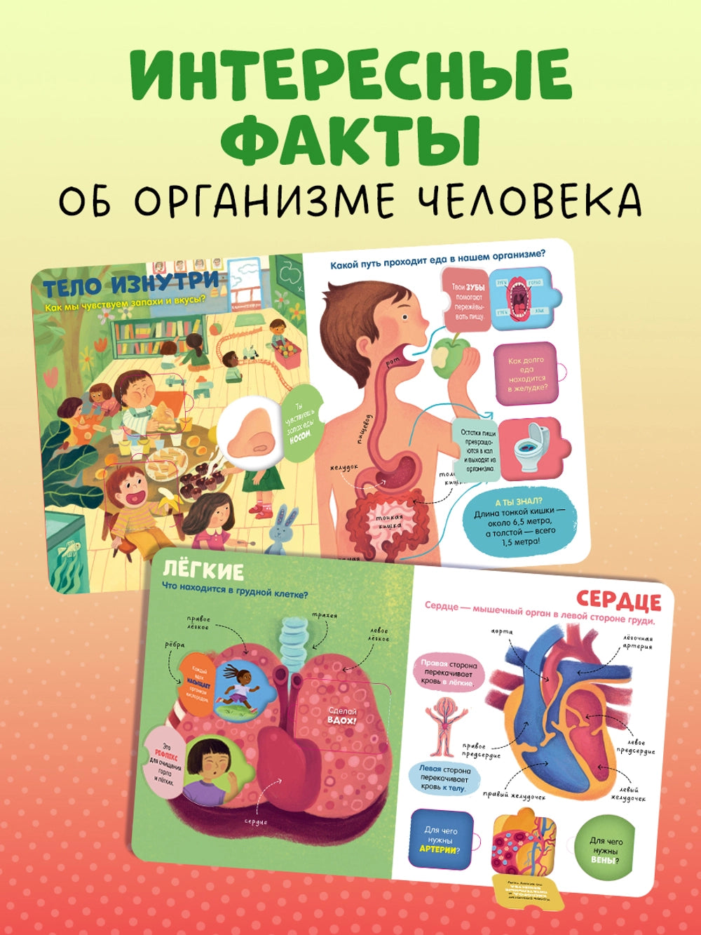 116973 Russian Children’s Book “The Human Body” with Flaps | Interactive Learning Book for Kids Ages 3+ | 42 Lift-the-Flap Questions