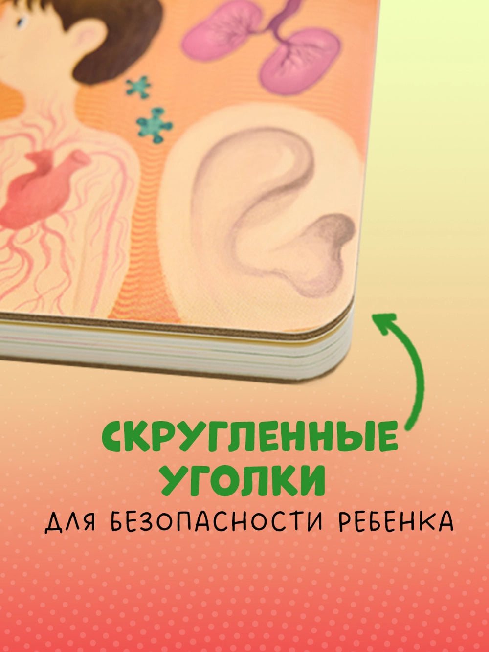 116973 Russian Children’s Book “The Human Body” with Flaps | Interactive Learning Book for Kids Ages 3+ | 42 Lift-the-Flap Questions