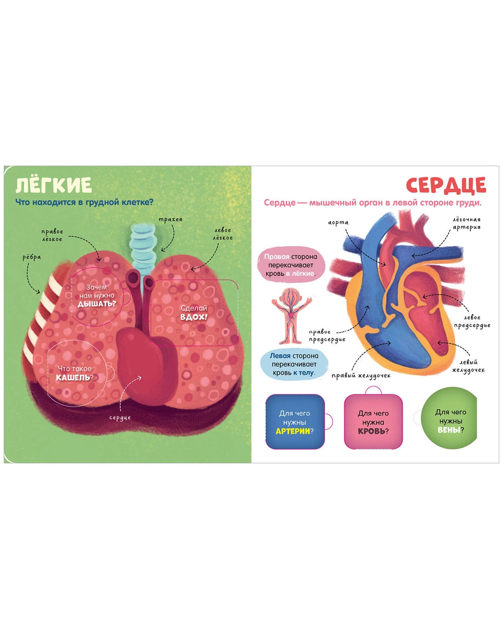 116973 Russian Children’s Book “The Human Body” with Flaps | Interactive Learning Book for Kids Ages 3+ | 42 Lift-the-Flap Questions