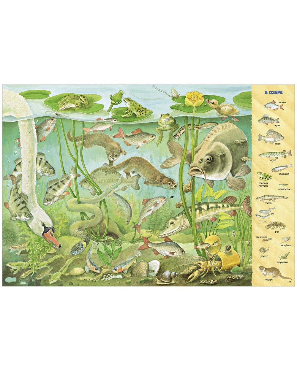 521982 Russian Children's Book “Find and Show: 1000 Animals” | Kristina Henkel | Search & Find Picture Book | Ages 3–6 | Clever Publishing